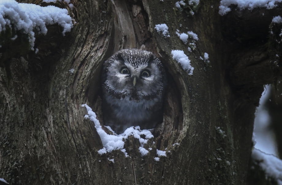 © Vincent Munier