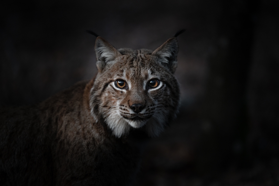 © Vincent Munier